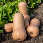 Potagères - Courge Musquée Waltham Butternut - BIO - face recto